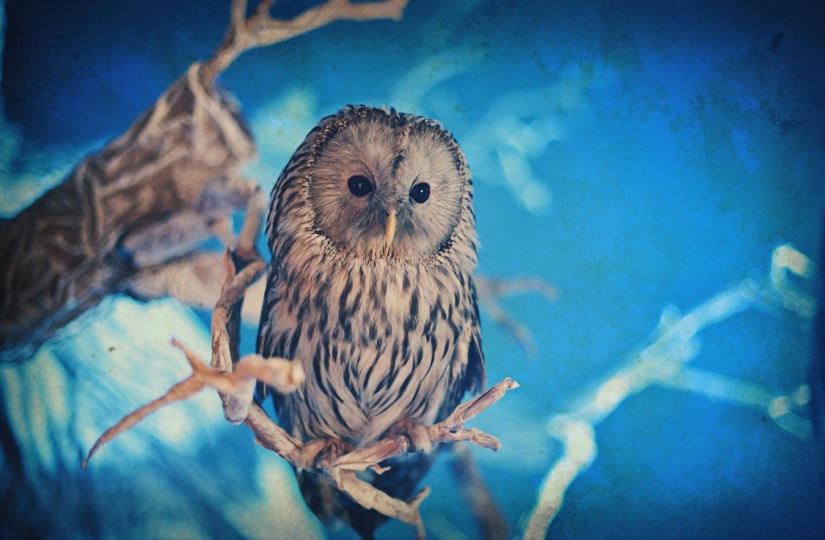 barred_owl_dadaduck