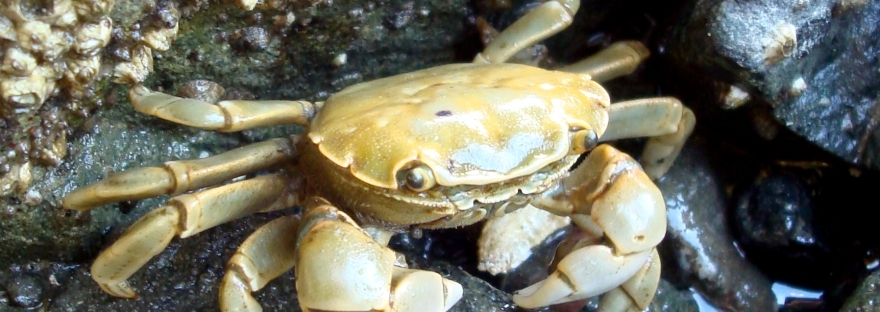 Tidepooling - Shore Crab
