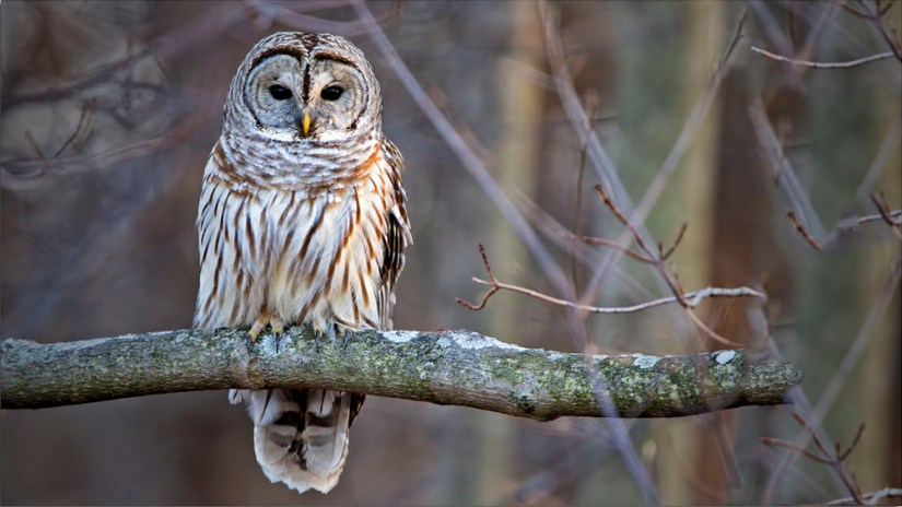 barredowl_nebirdsplus