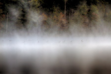 fogfallgeese_KellarWilson