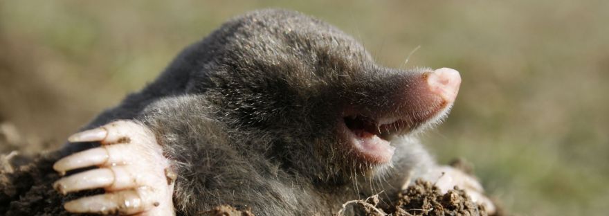 Happy Mole