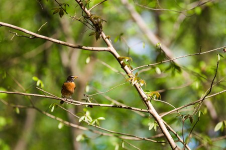 americanrobin_MelissaMcMasters