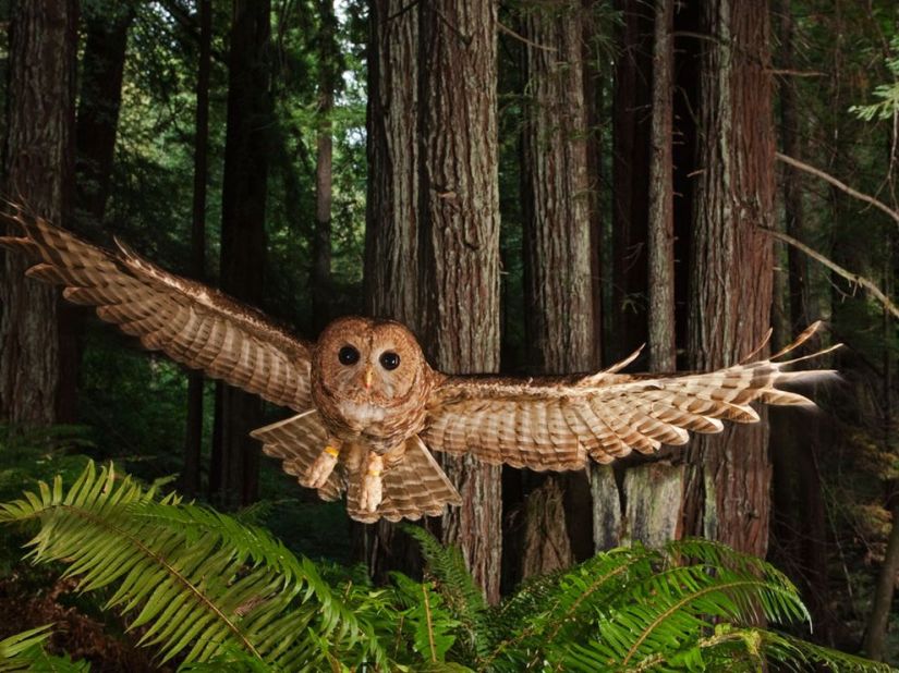 northern-spotted-owl_NatGeo6327_990x742