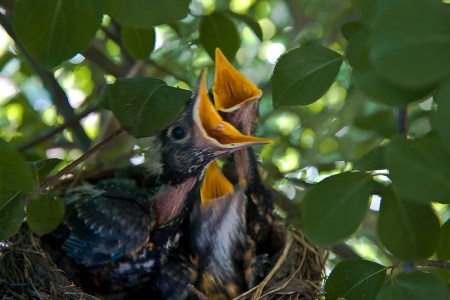 hungryrobinchicks_MonikaSoltysik_sm