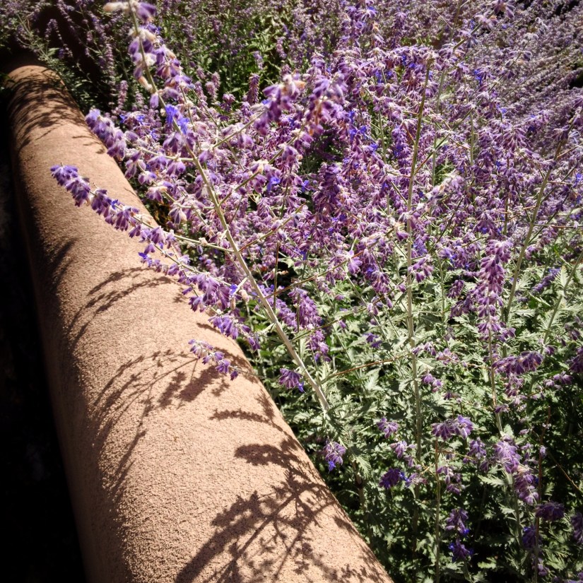 lavender-in-afternoon-sun-santa-fe_29596654232_o