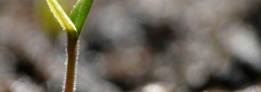 Standing Tall, (CC) Jaina