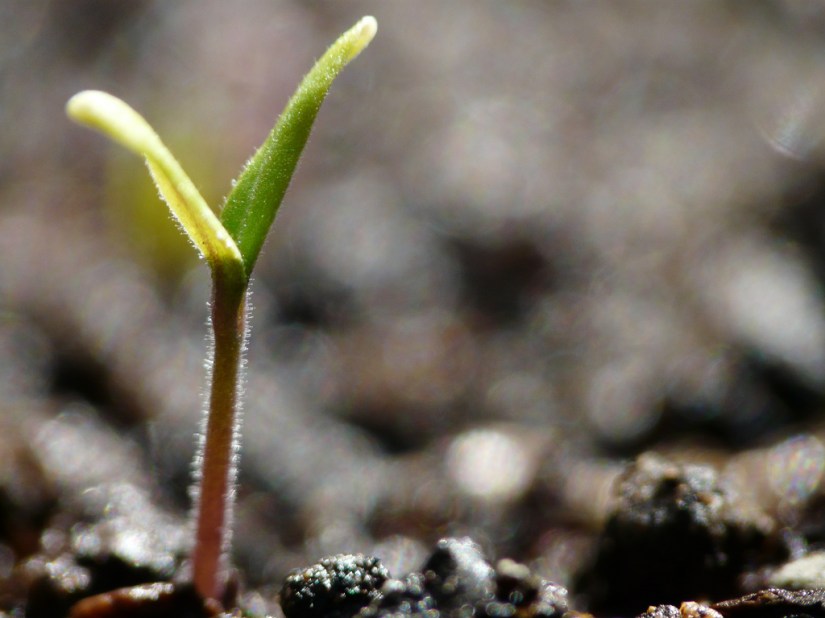 Standing Tall, (CC) Jaina