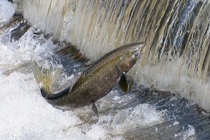 salmon_Issaquah WA hatchery_jimapics
