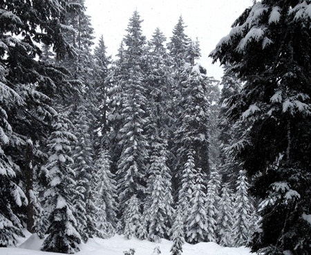 snowy_trees2_sm