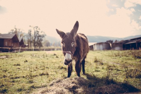 donkeyonfarm