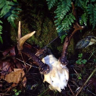 deerskull_AlisonLeighLilly