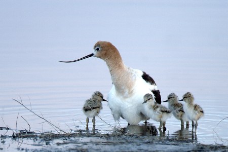 avocetchicks_usfws