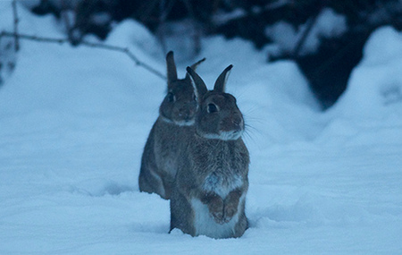 rabbitsnow_-Porsupah-