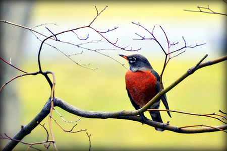 "Sure sign of Spring - Robin," by Barbara