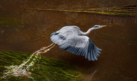 heron-taking-flight-Donald-Ogg