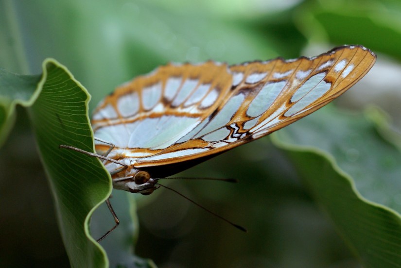 Butterfly by Tim Bocek
