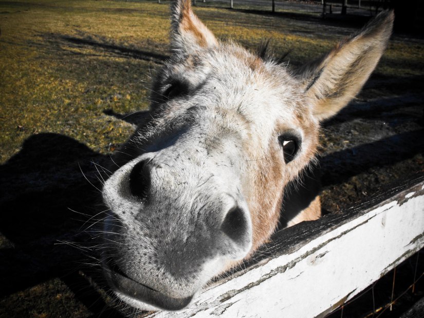 icanhastreats_jennifer