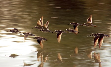 flying-dowitchers-TJ-Gehling