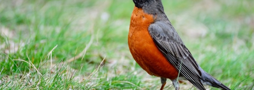 spring nature spirituality animism pantheism conversation connection